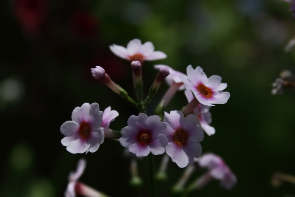 2012 05 20 4017